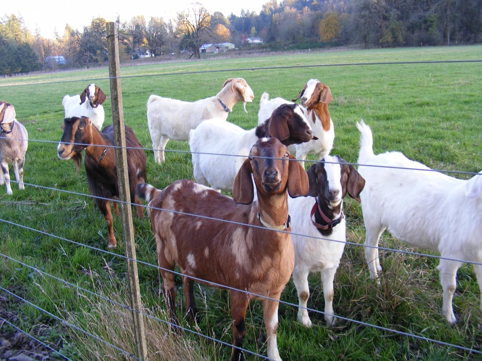 Eco-Goats_3